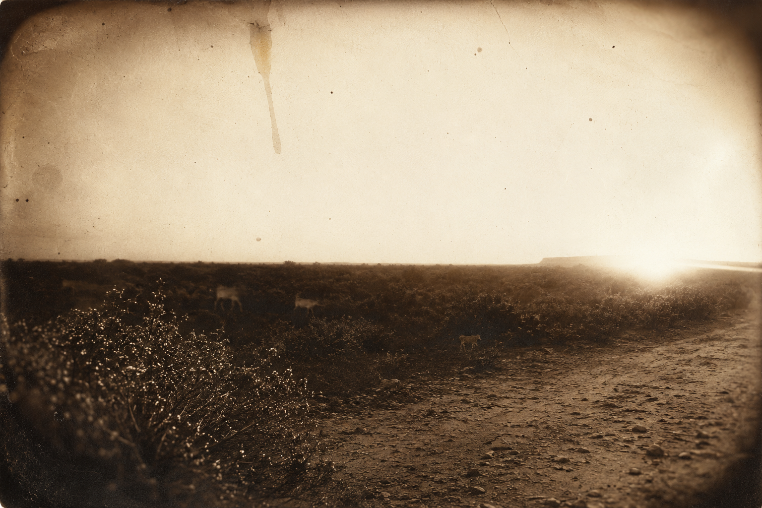 The rim of the sun edges over the horizon and the dew-wet chaparral is spotted with diamonds; goats wander bleating through the flats along the river.